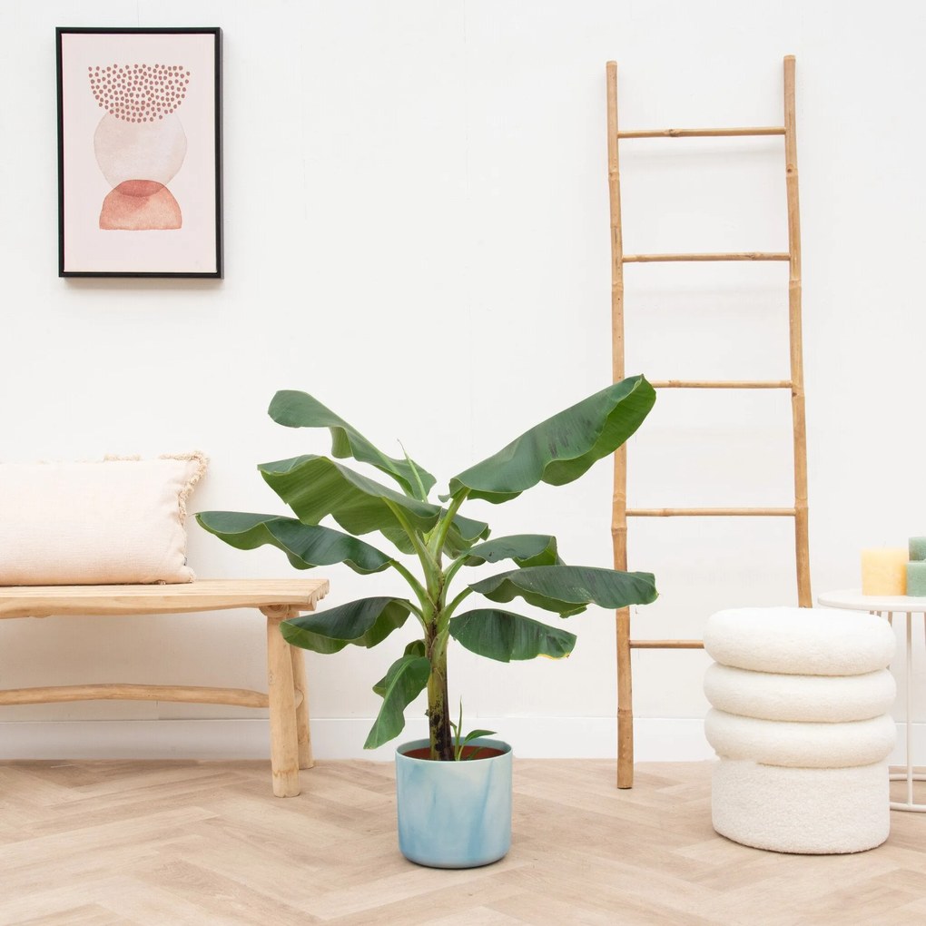 Combi deal - Bananenplant (Musa) inclusief Elho Ocean Round - 110cm