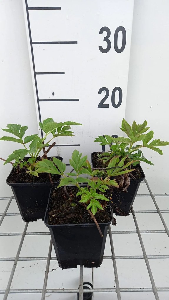 Angelica gigas - pot 9x9 cm -
