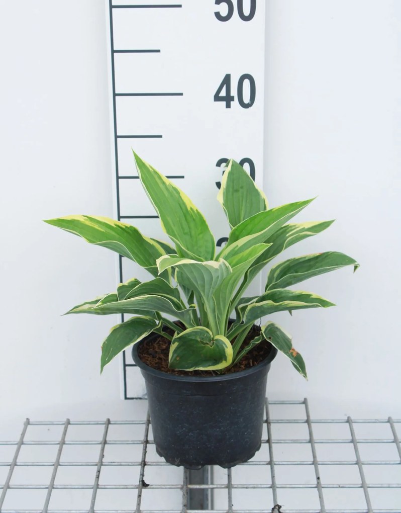 Hosta'Fortunei Aureomarginata'- pot 3L