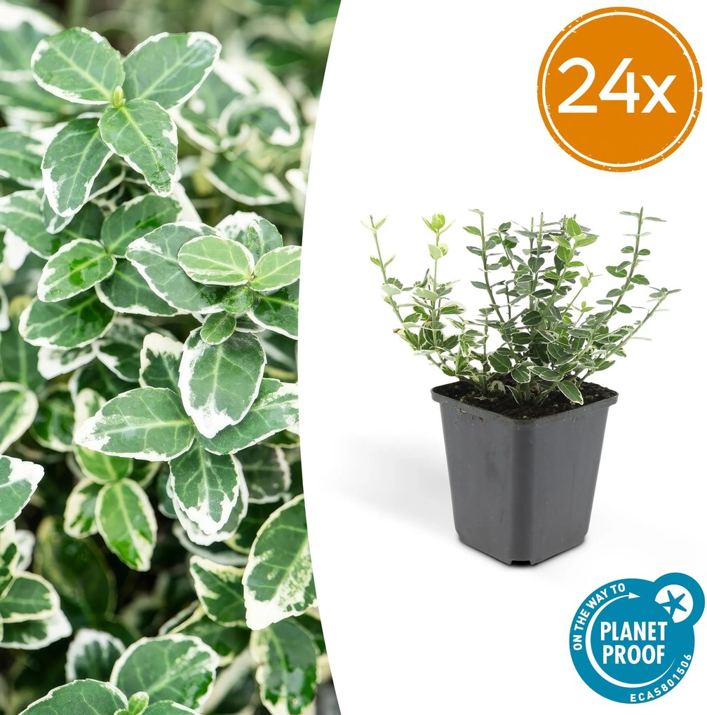 Euonymus 'Emerald Gaiety' - 20cm
