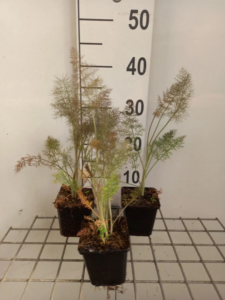 Foeniculum vulgare 'Purpureum' - pot 9x9 cm
