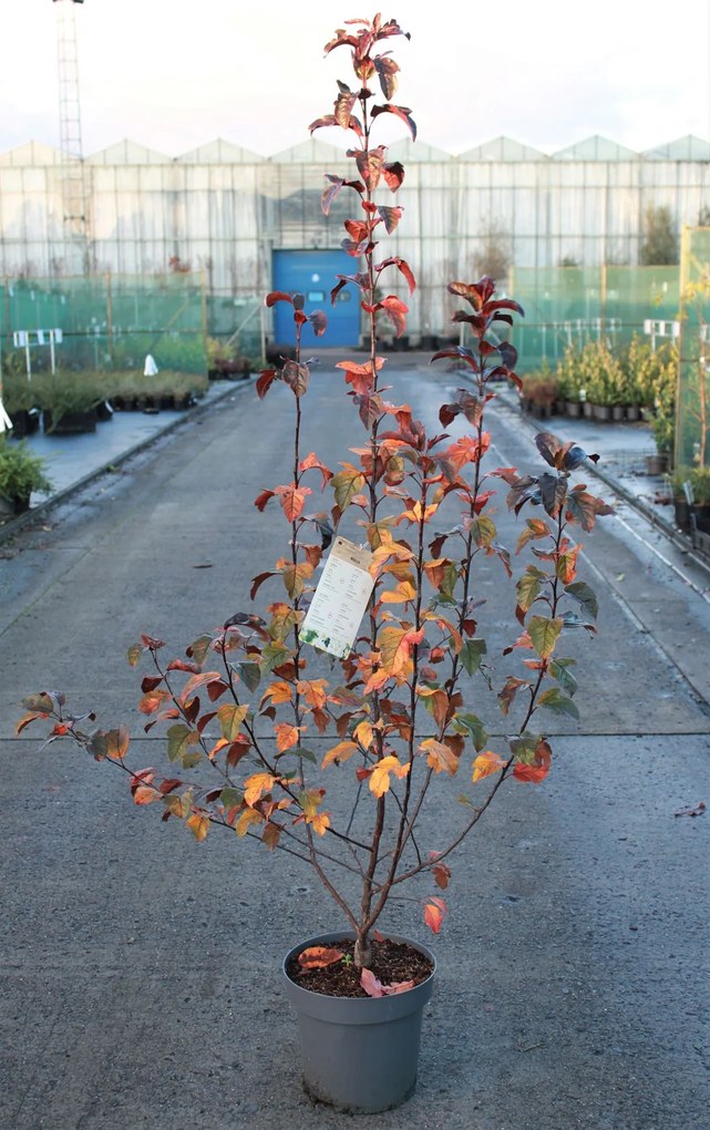 Malus toringo 'Scarlett' - pot 12L - 100-125 cm