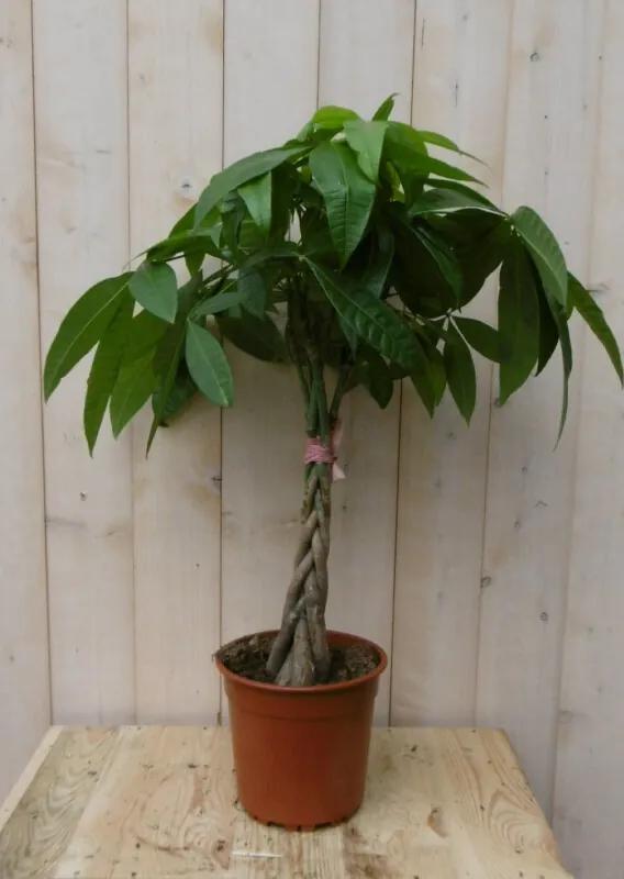 Kamerplant Geldboom op stam 60 cm