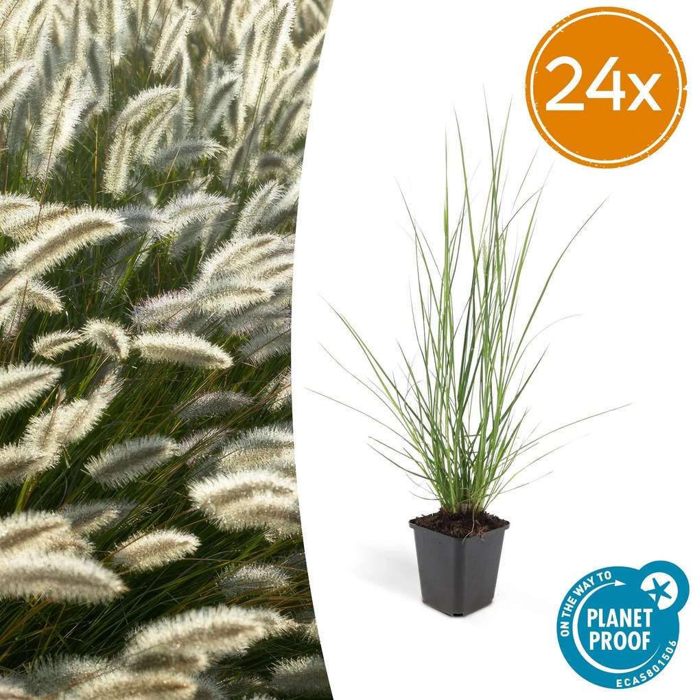 Pennisetum Alopecuroides 'Hameln' - 20cm