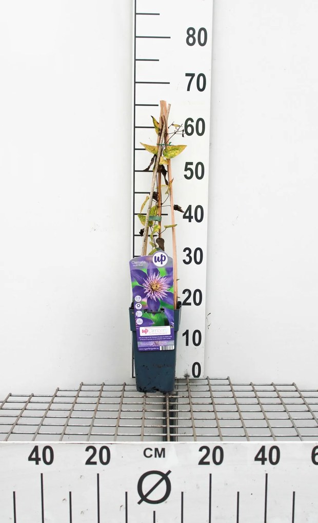 Clematis 'Multi Blue' - pot - 50-60 cm -
