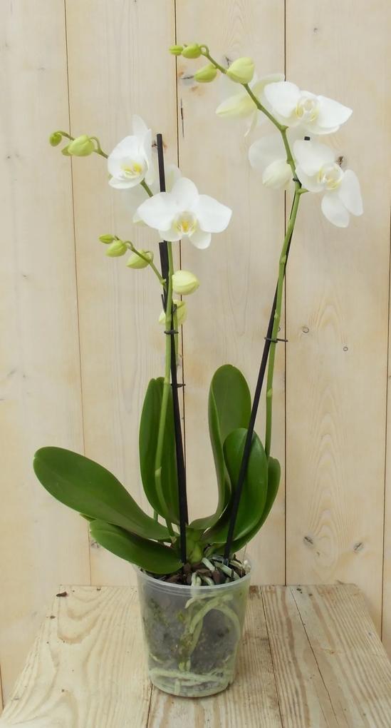 Vlinderorchidee Twee Takken wit 60 cm