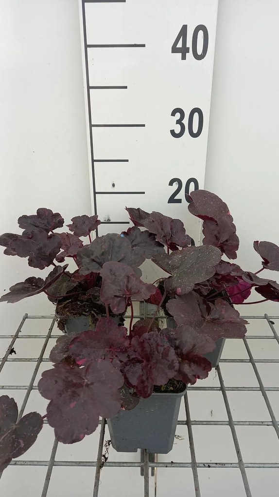 Heuchera 'Midnight Rose' - pot 9x9 cm