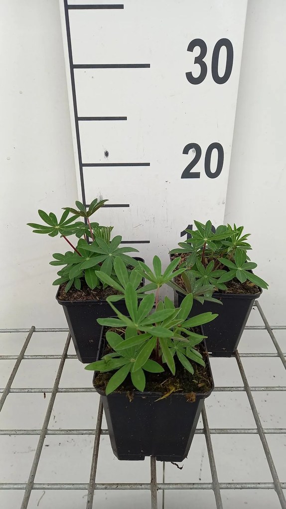 Lupinus 'The Governor' - pot 9x9 cm