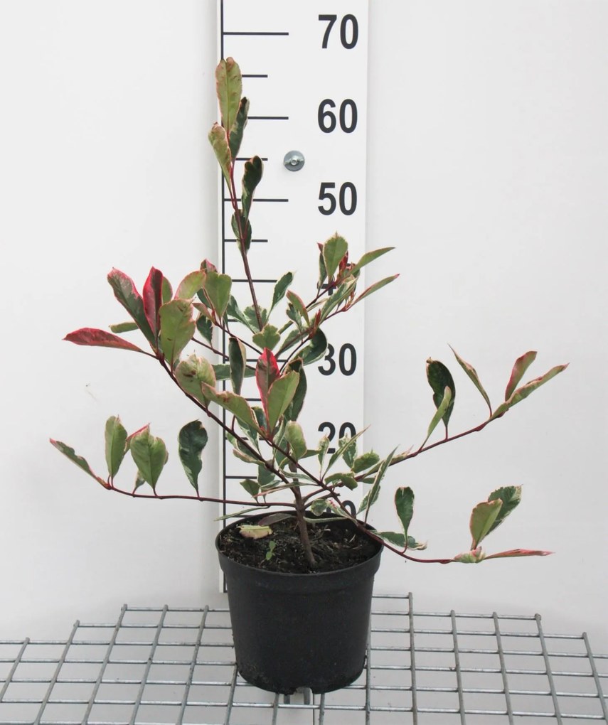 Photinia x fraseri 'Cassini' (Pink Marble) - pot - 40-60 cm