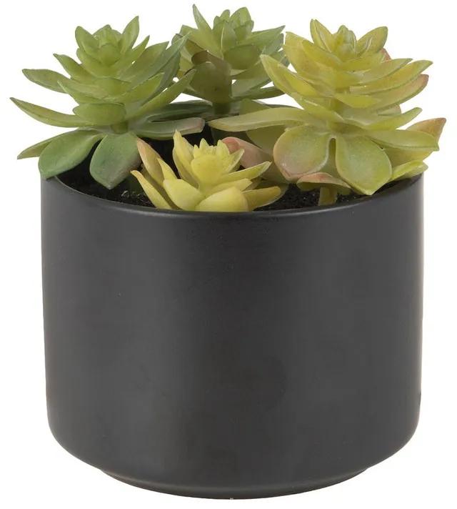 Vetplant in keramiek potje - zwart - 7,5 cm hoog