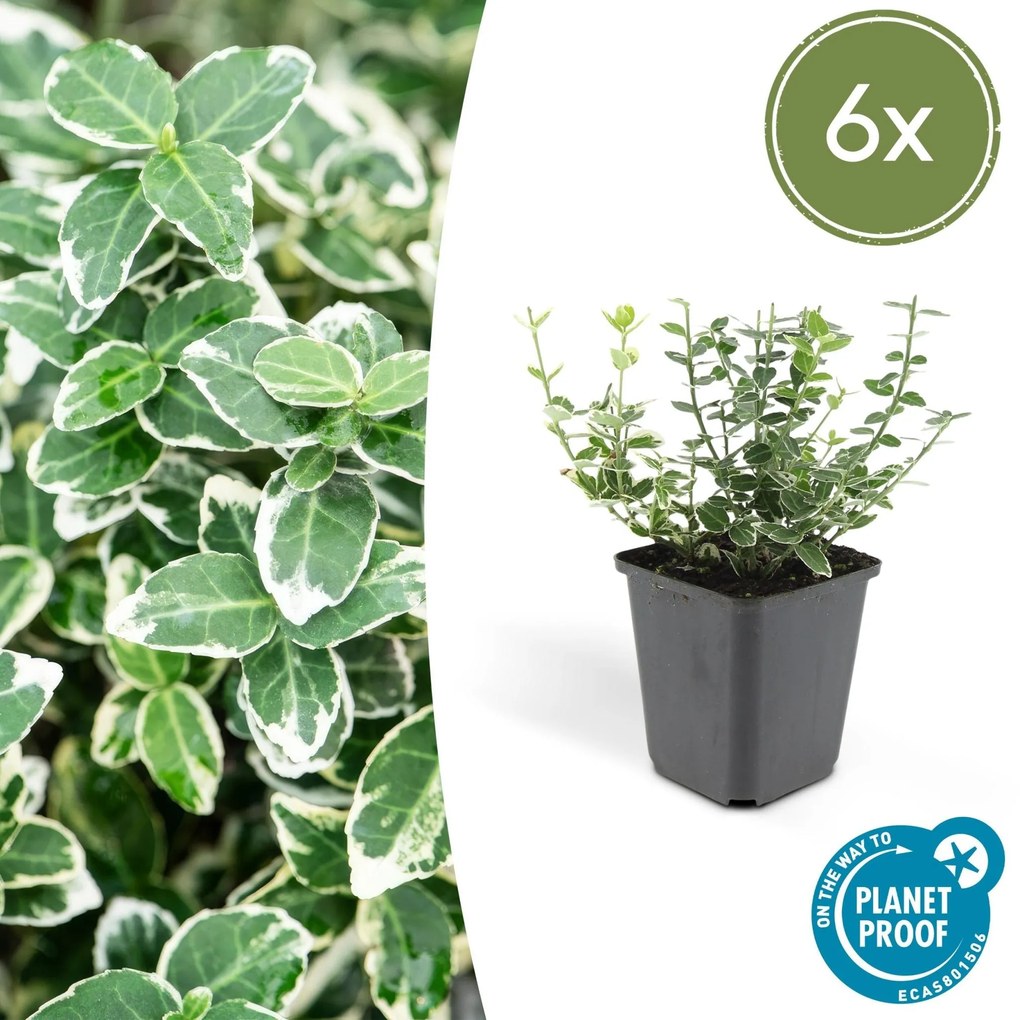 Euonymus 'Emerald Gaiety' - 20cm