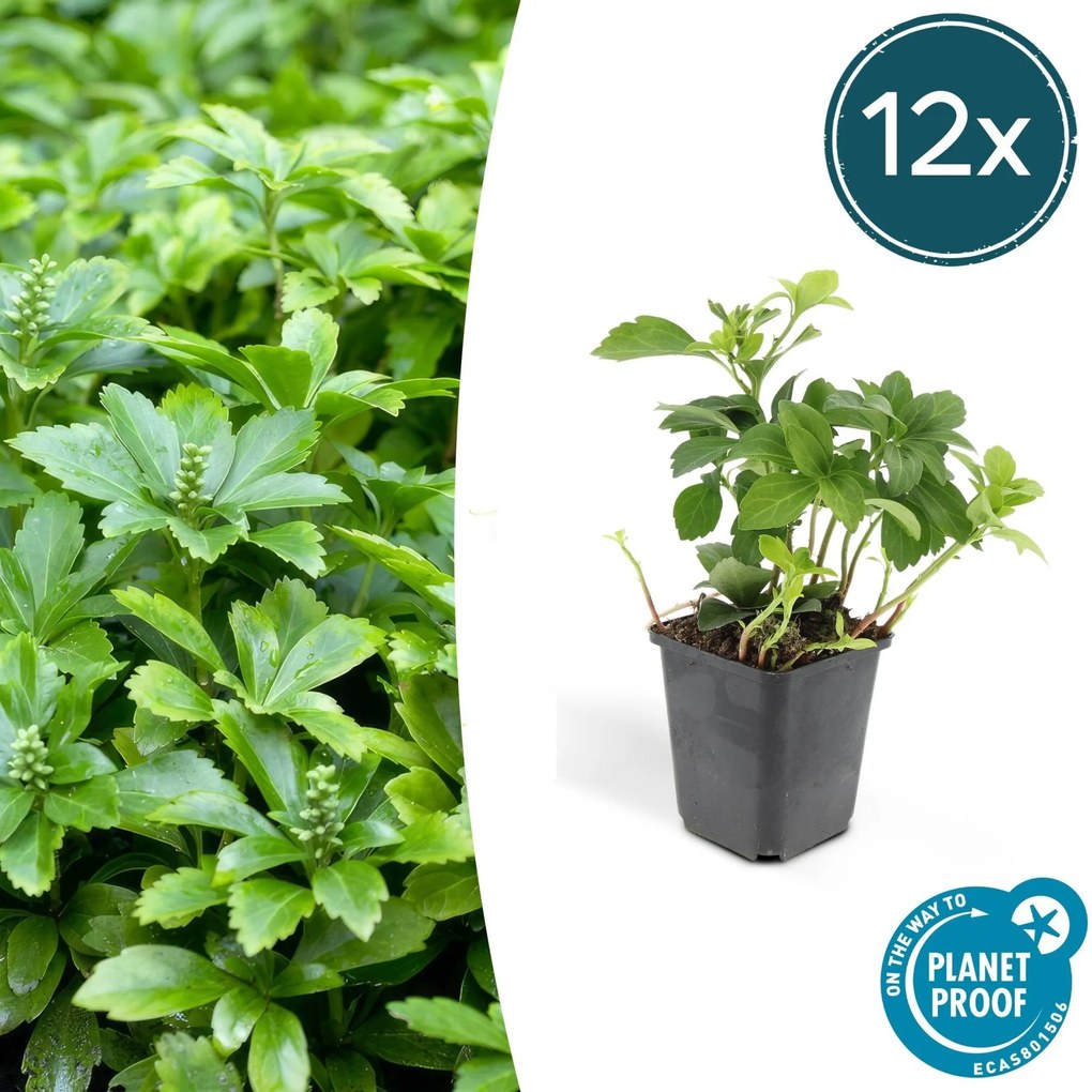 Pachysandra Terminalis 'Green Carpet' - 20cm