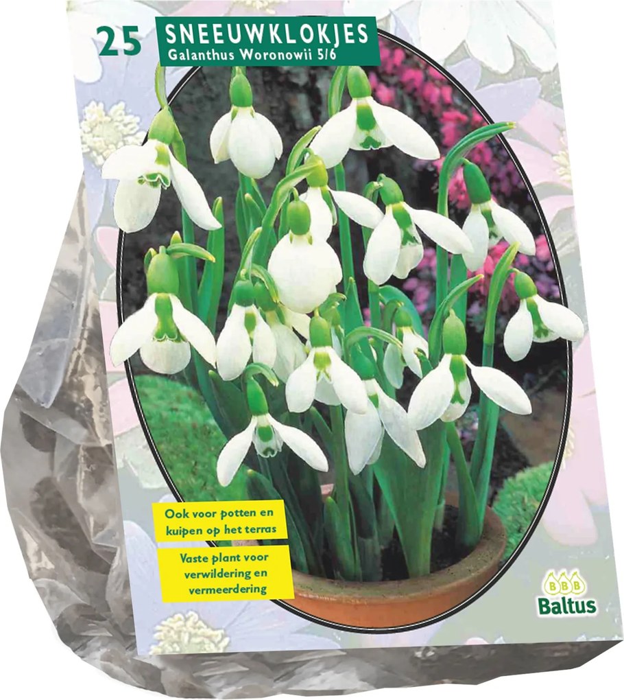 Baltus 'Galanthus Woronowii' - voorjaarsbloeiers - 25 bollen
