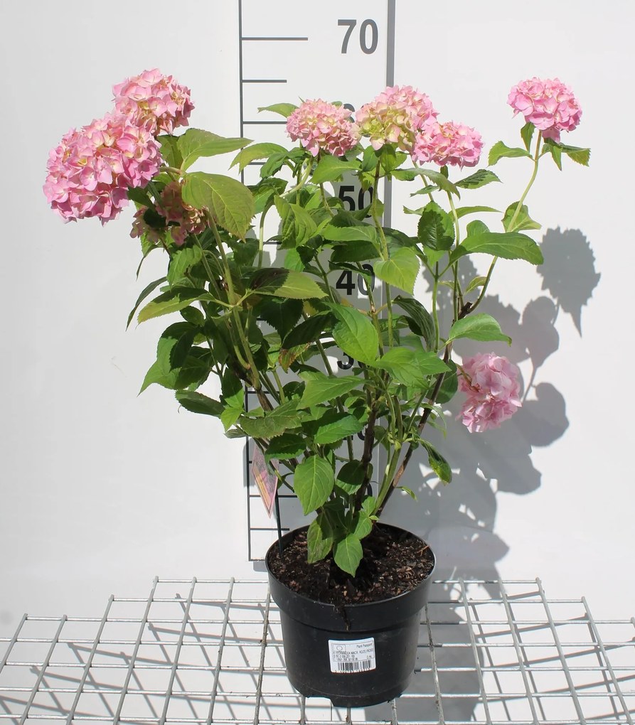 Hydrangea macrophylla - roze - pot - 25-30 cm - Rode stekelbes