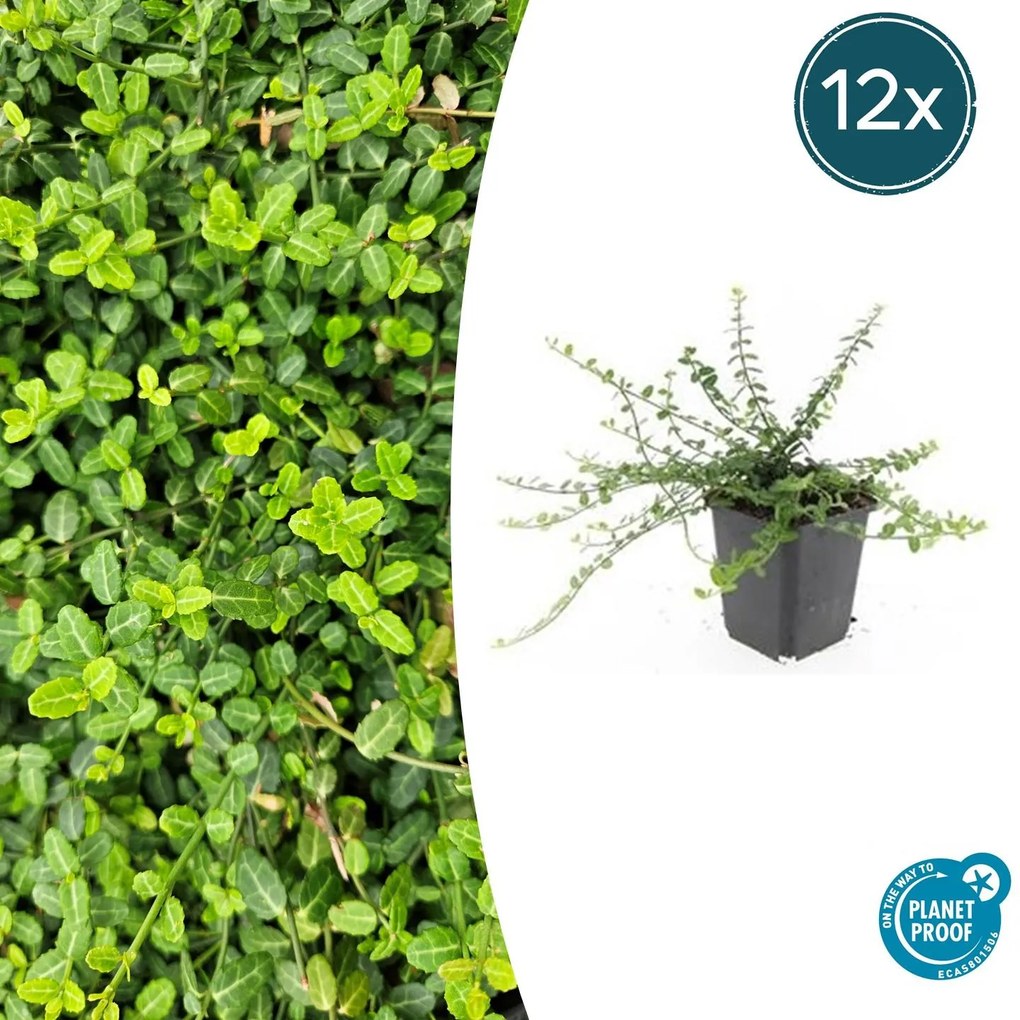 Euonymus fortunei 'Minimus' - 20cm