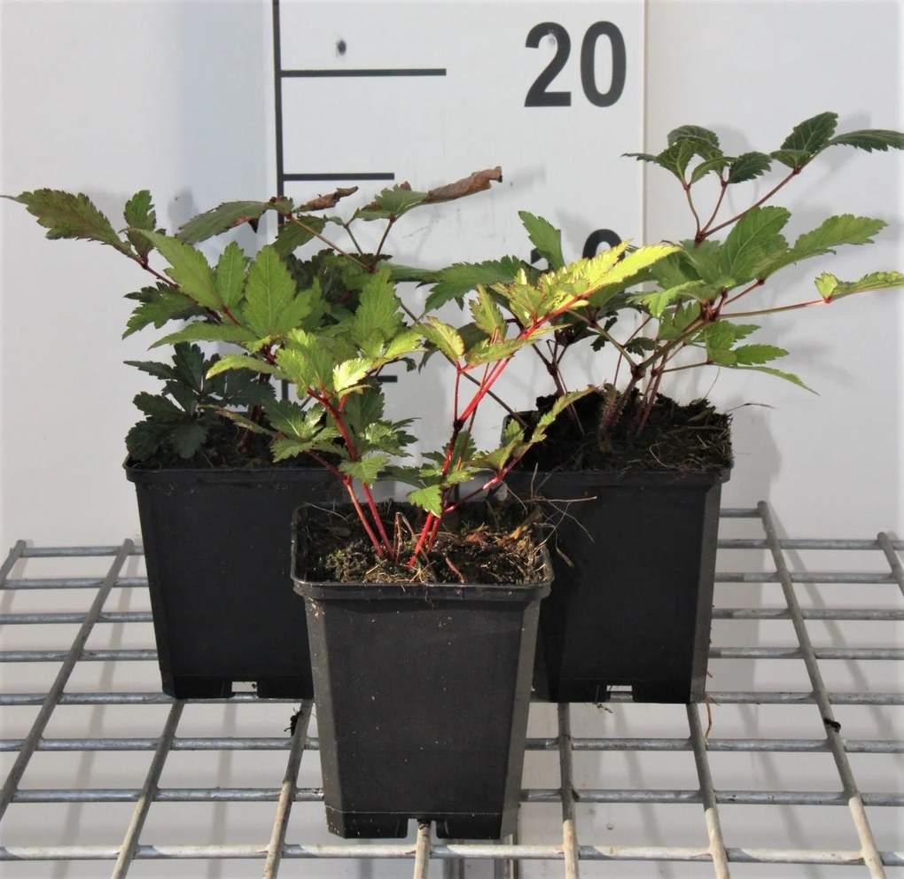 Astilbe 'Vesuvius' - pot 9x9 cm