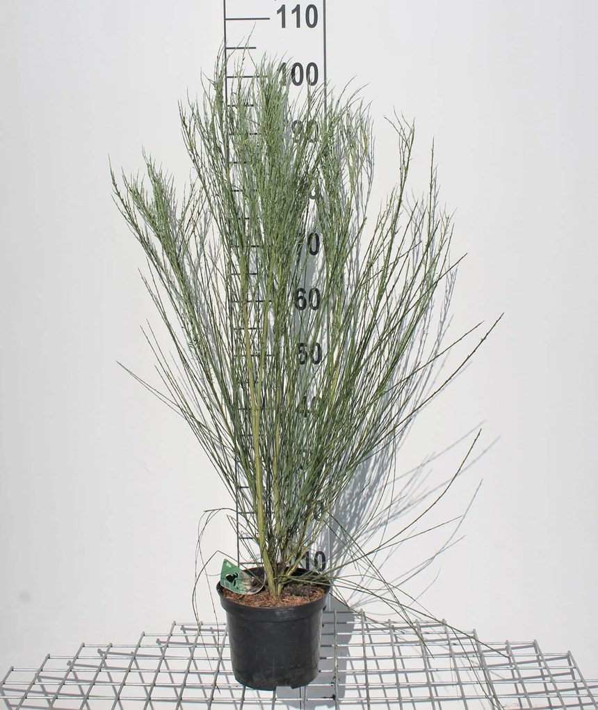Cytisus x praecox 'Albus' - pot - 40-60 cm