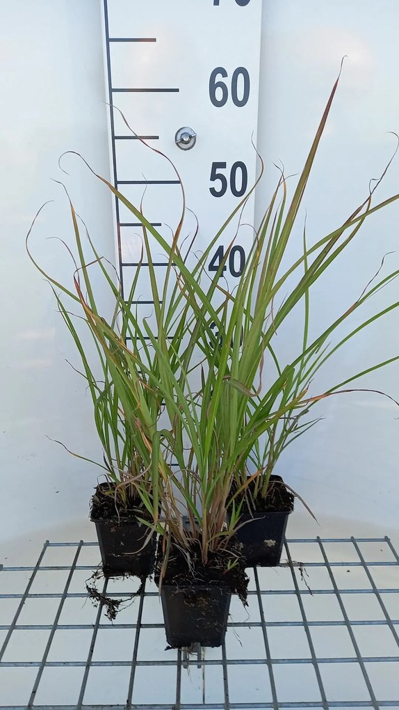 Miscanthus sinensis 'Silberfeder' - pot 9x9 cm -