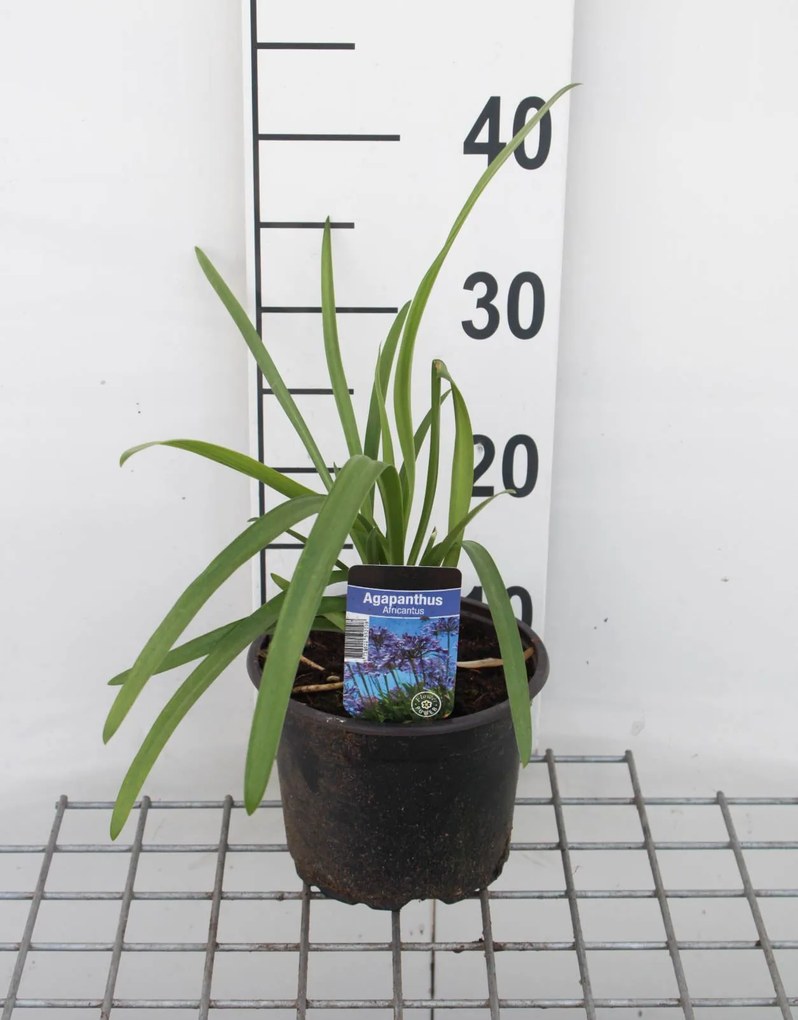Agapanthus africanus - pot 2L -