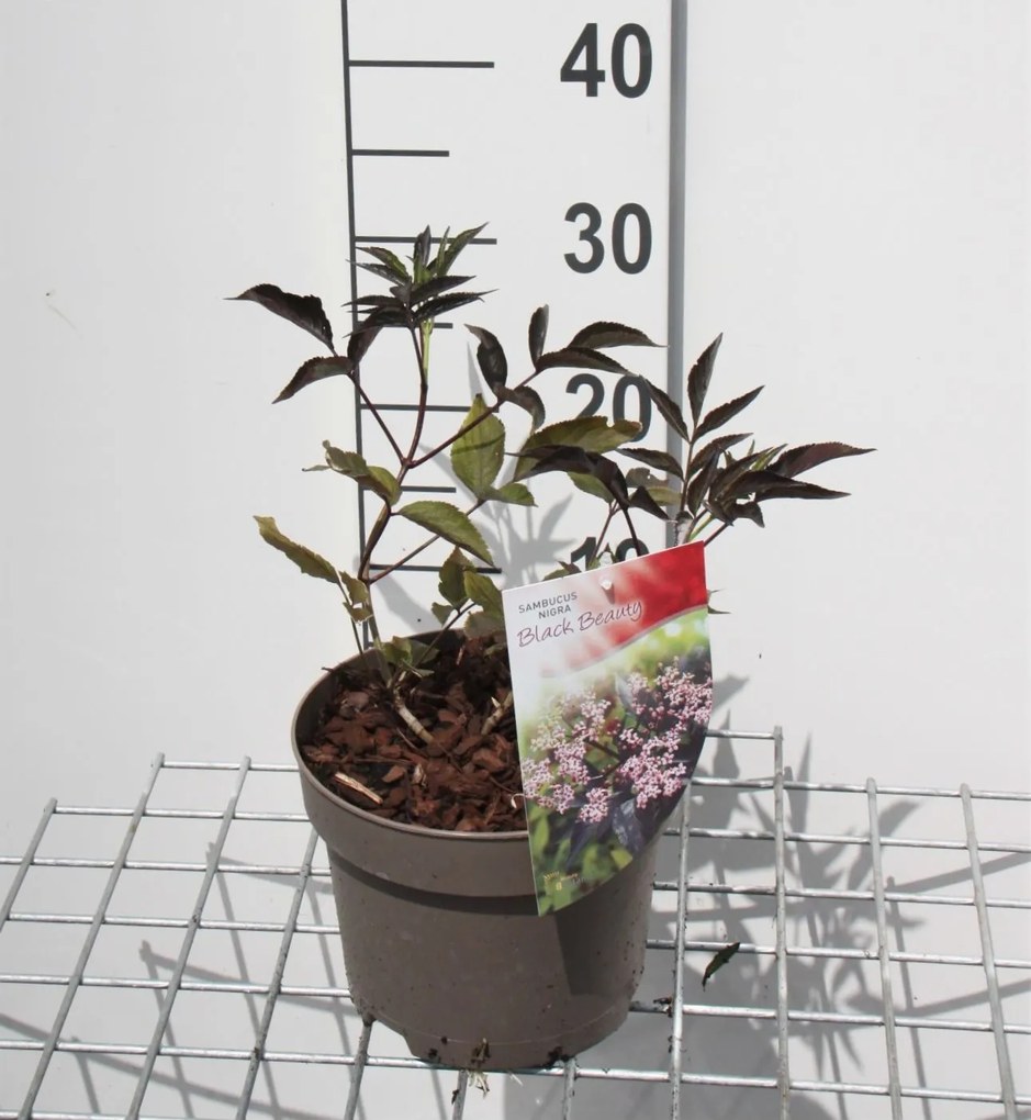 Sambucus nigra'Gerda'(Black Beauty) - pot - 30-40 cm