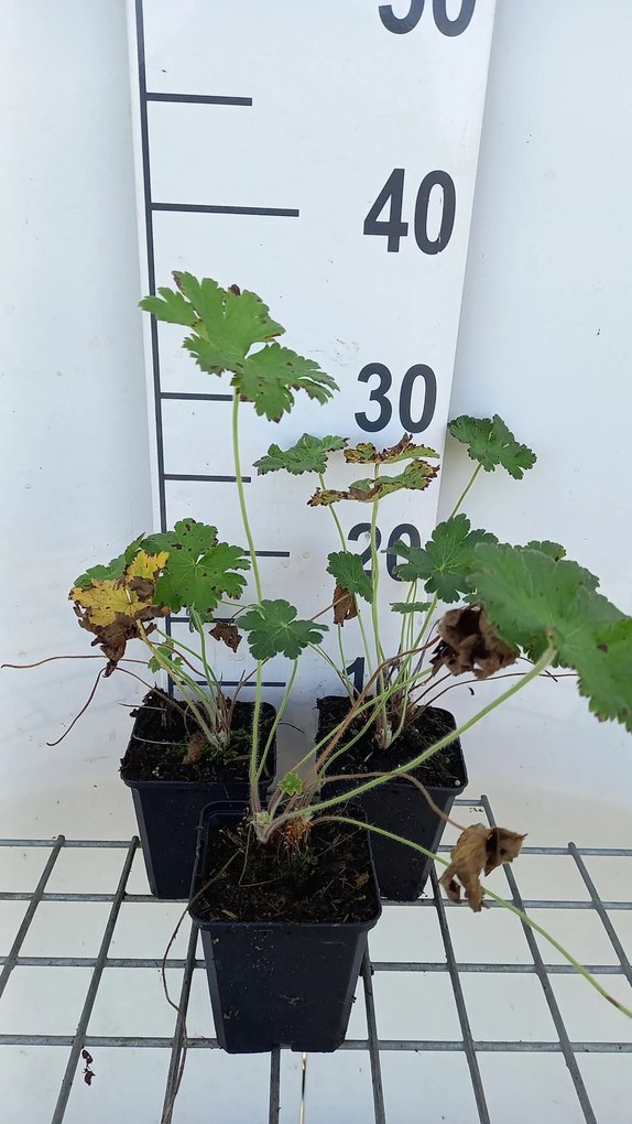 Geranium ibericum - pot 9x9 cm