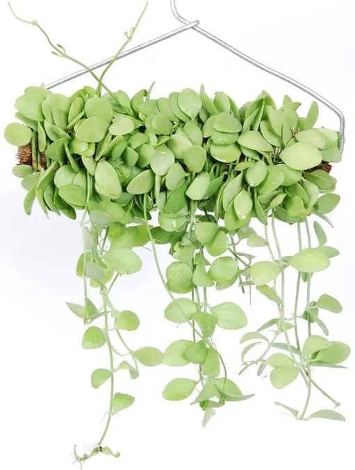 Hangplant Dischidia Geri