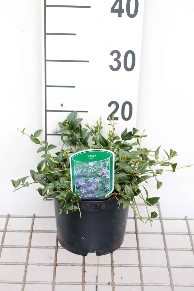 Vinca minor - pot 2L - 30-40 cm -
