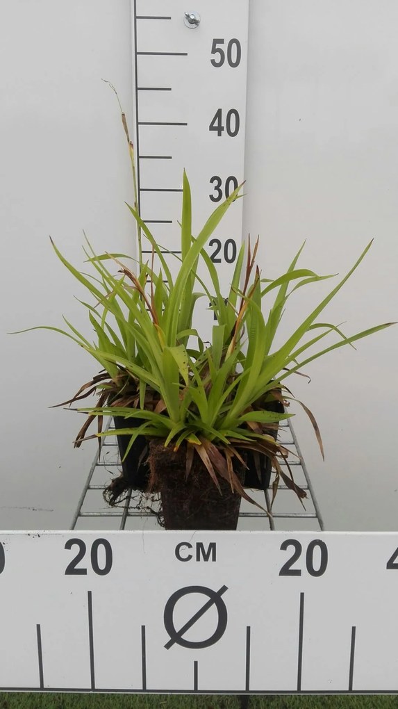 Luzula sylvatica - pot 9x9 cm -
