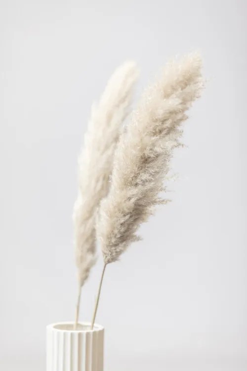 Foto Pampas Grass Grey 11, Studio Collection