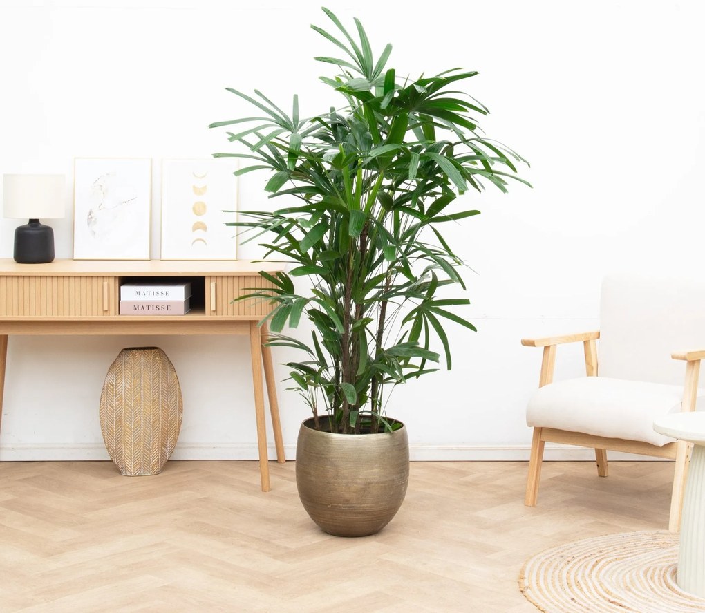 Rhapis Excelsa - 180cm