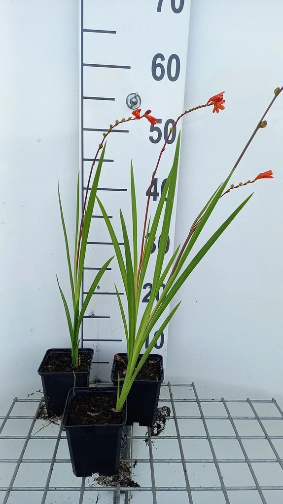 Crocosmia 'Red King' - pot 9x9 cm