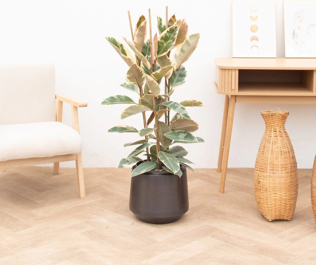 Ficus Tineke struik - 100cm