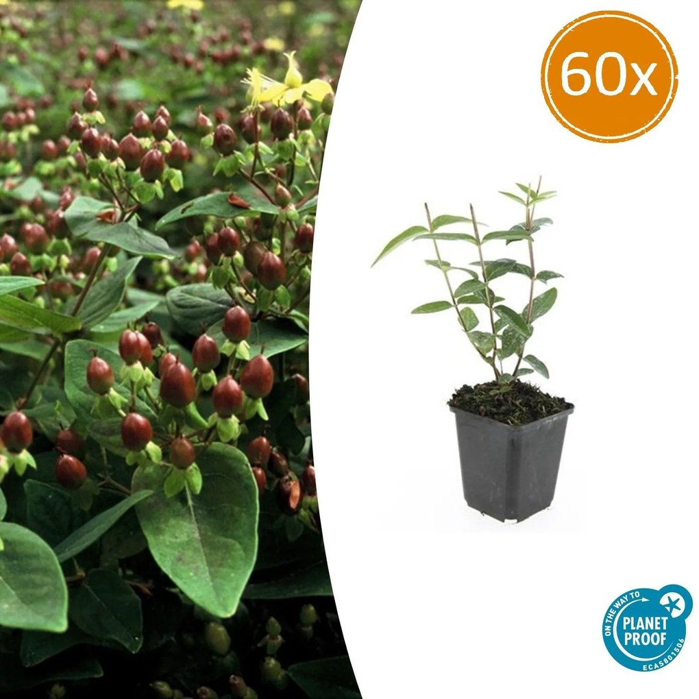 Hypericum Inodorum 'Rheingold' - 20cm