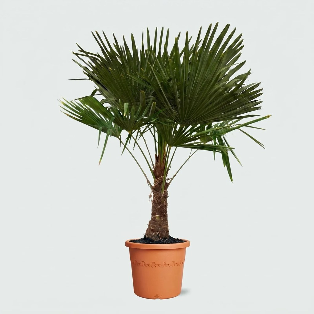 Trachycarpus Fortunei - 170cm