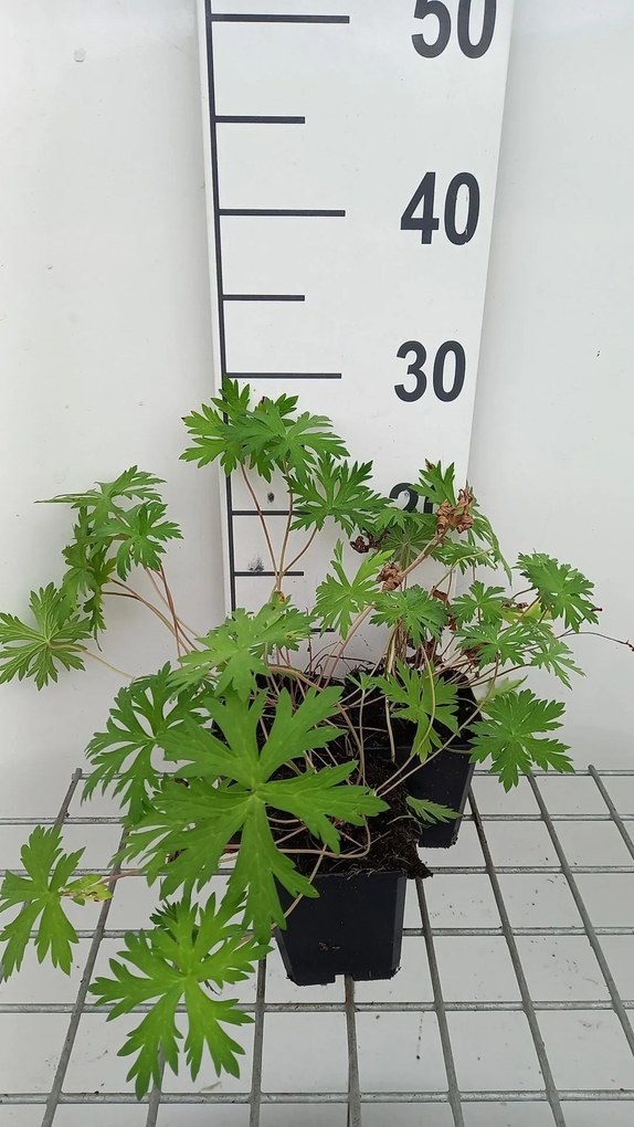 Geranium 'Spinners' - pot 9x9 cm