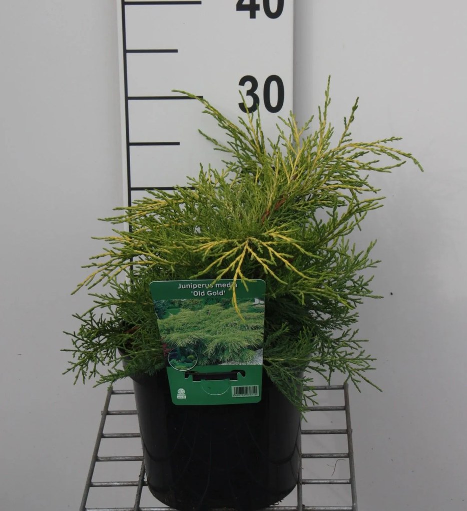 Juniperus x pfitzeriana 'Old Gold' - pot - 25-30 cm -