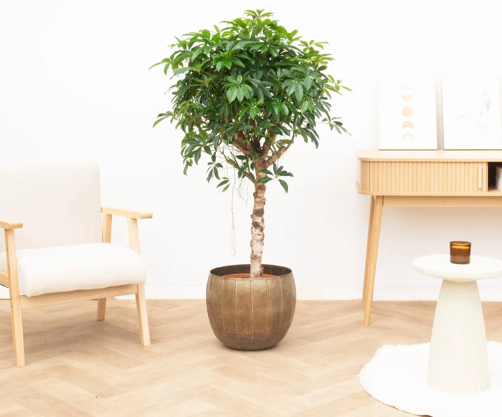 Schefflera Arboricola Compacta - 130cm