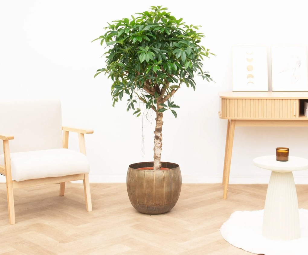 Schefflera Arboricola Compacta - 140cm