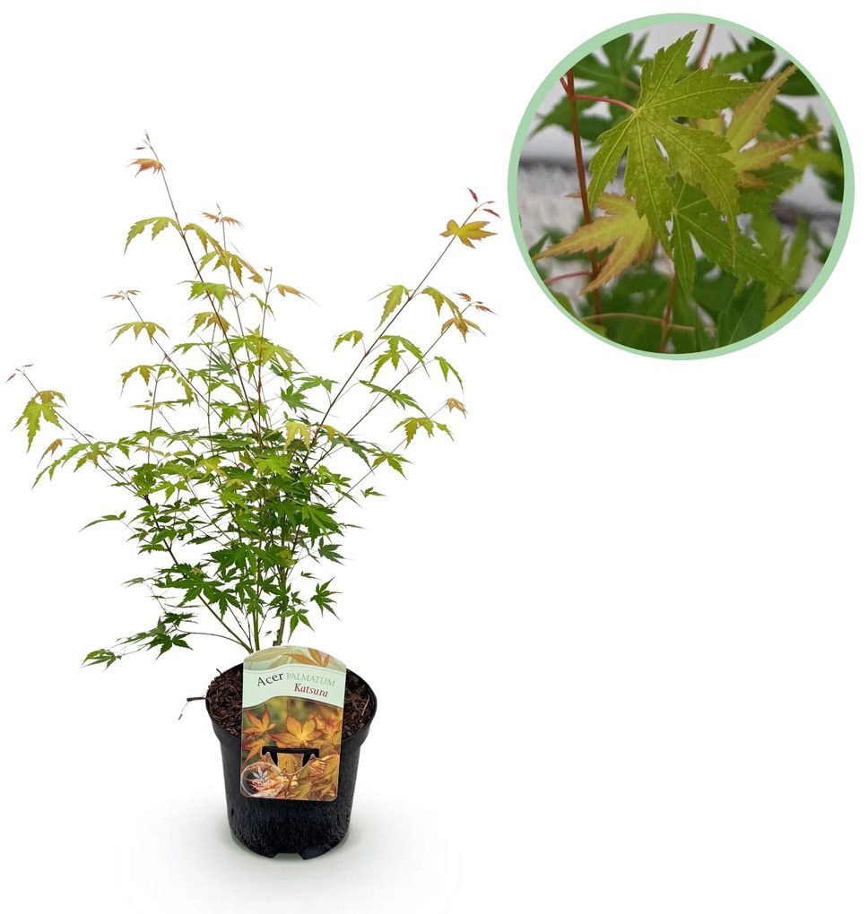 Japanse Esdoorn Katsura - Oranje - 70cm