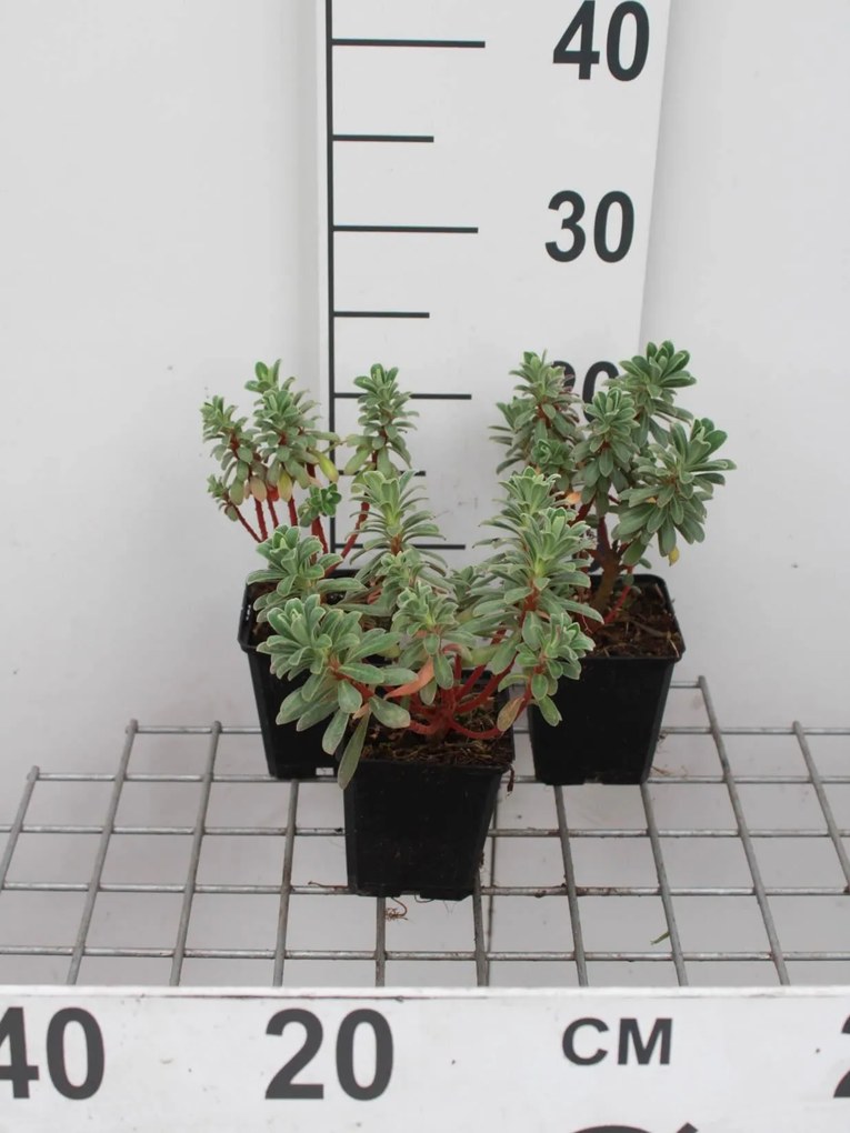 Euphorbia characias 'Portuguese Velvet' - pot 9x9 cm