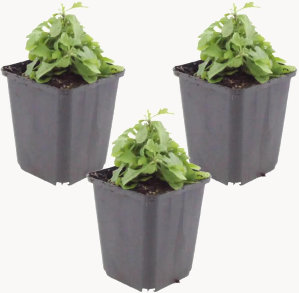 Planten Mexican Daisy Erigeron Karvinskianus, 3-delig