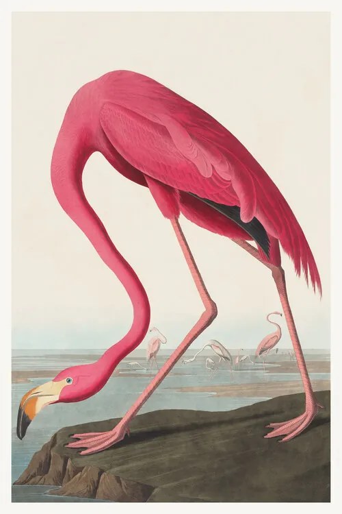 Kunstreproductie The Pink Flamingo, John James Audubon