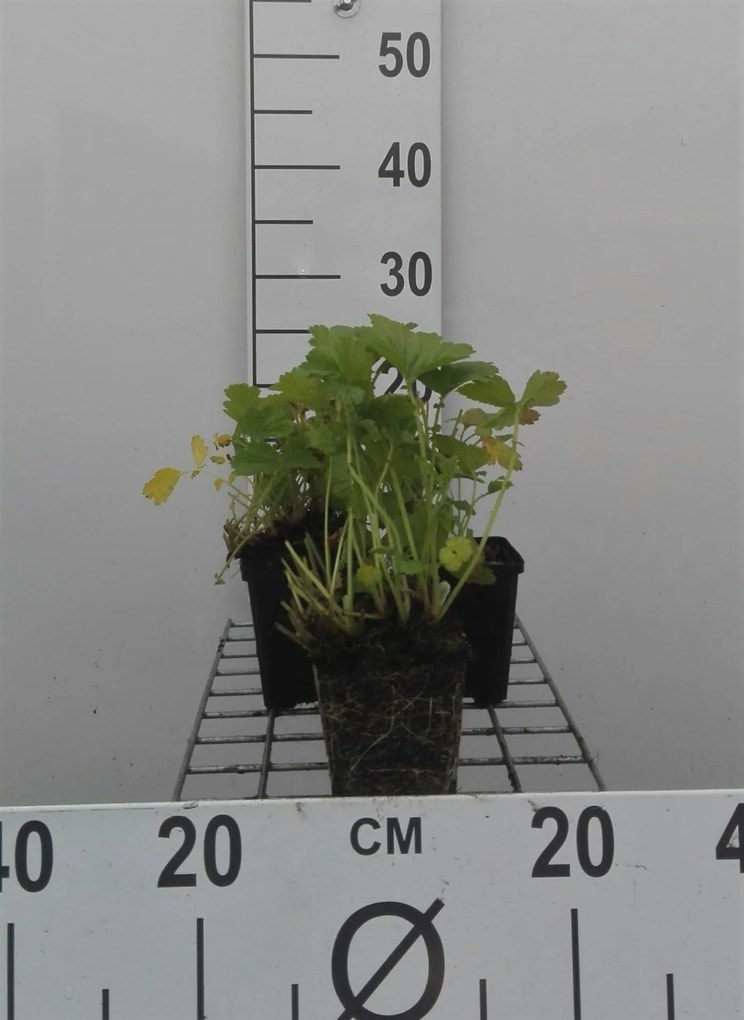 Geum rivale - pot 9x9 cm -