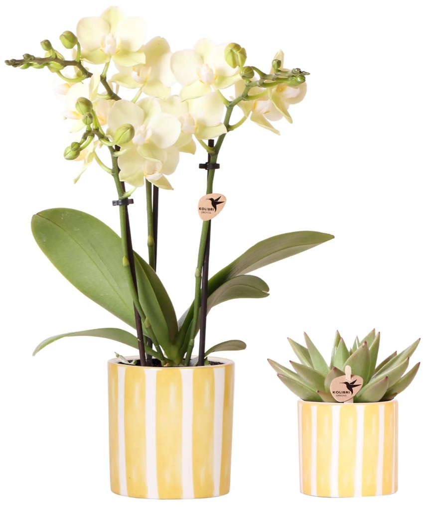 Combi deal - Orchidee (Phalaenopsis) Mexico + Succulent inclusief sierpotten Painted Stripe geel