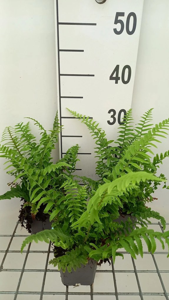 Polystichum munitum - pot 9x9 cm -