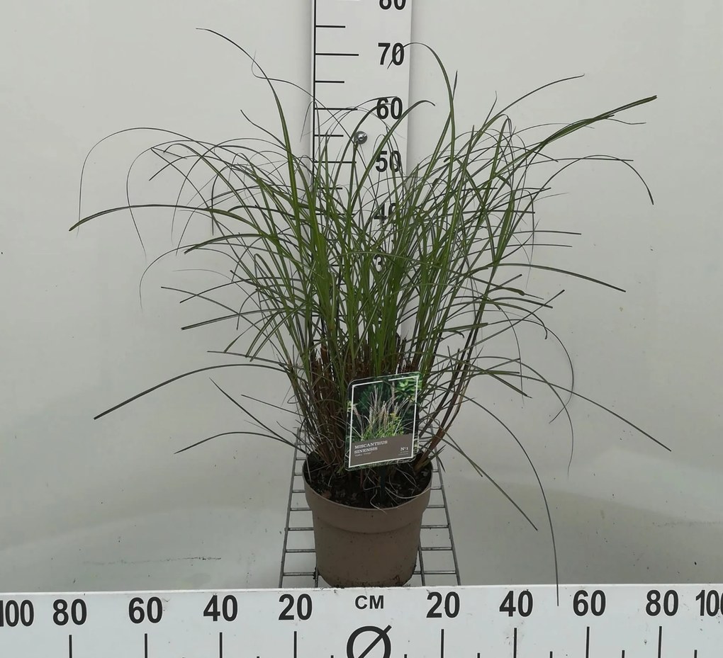 Miscanthus sinensis 'Yaku Jima' - pot 3L -