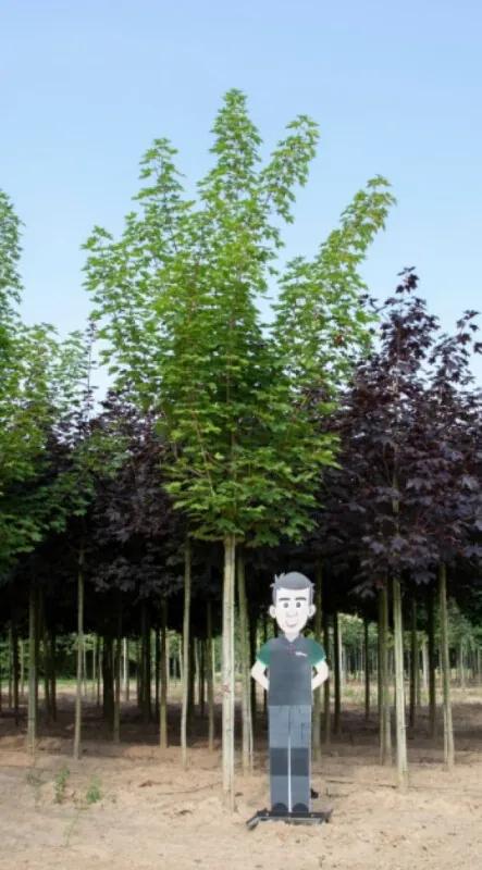 Noorse esdoorn volgroeid Acer pl. Emmerald Queen h 625 cm st. omtrek 22,5 cm