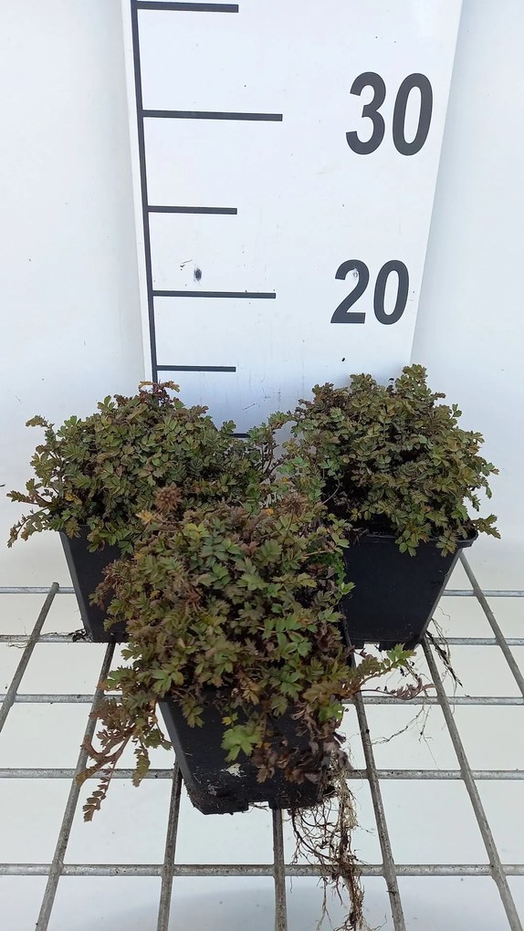 Acaena microphylla 'Dichte Matte' - pot 9x9 cm