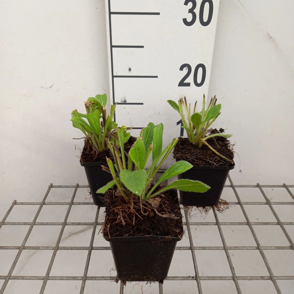 Rudbeckia hirta 'Prairie Sun' - pot 9x9 cm