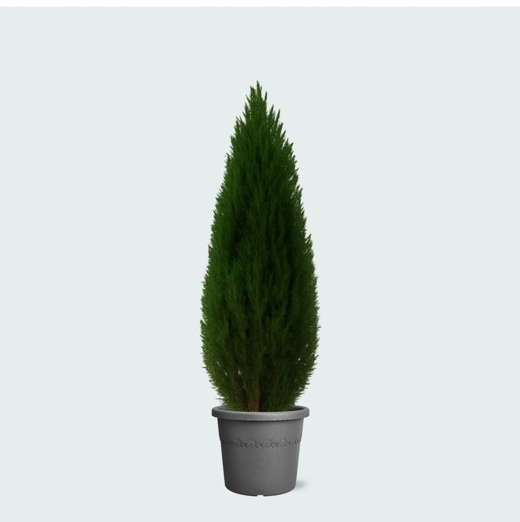 Cupressus - 110cm
